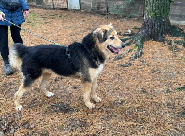 Splendido meticcio MILOU | Foto 3