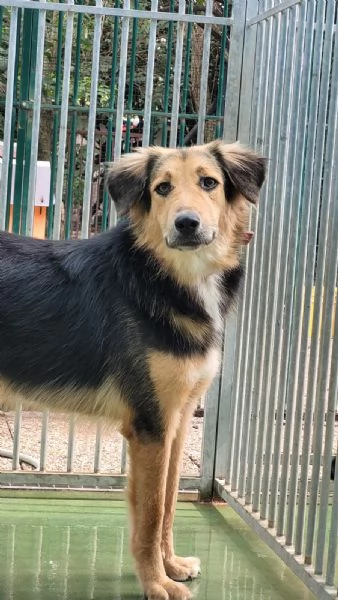 Splendido meticcio MILOU | Foto 3