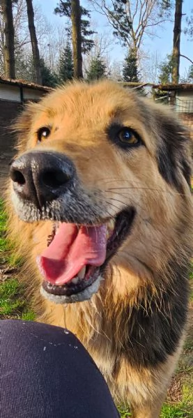 Splendido meticcio MILOU