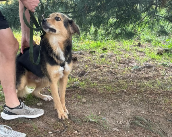 Splendido meticcio MILOU | Foto 2