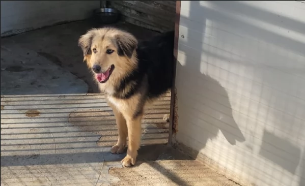 Splendido meticcio MILOU | Foto 2