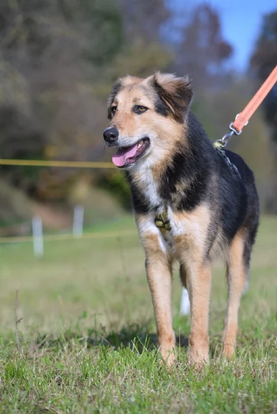 Splendido meticcio MILOU | Foto 4