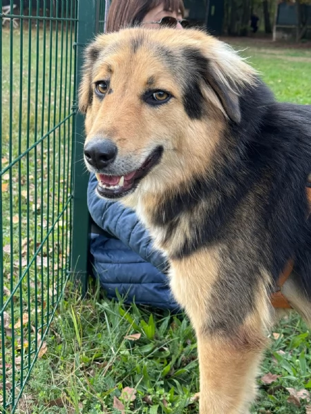 Splendido meticcio MILOU | Foto 1