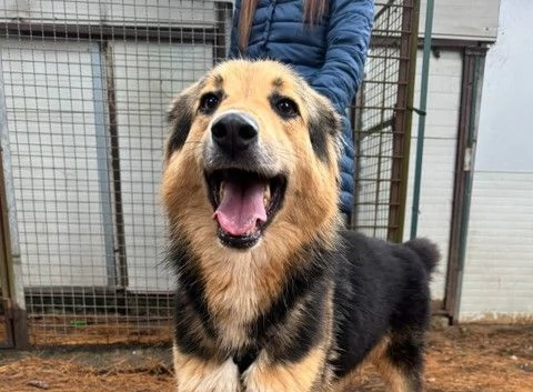 Splendido meticcio MILOU