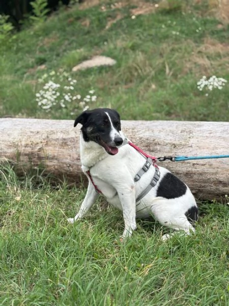 Splendida meticcia  COOKIE | Foto 6