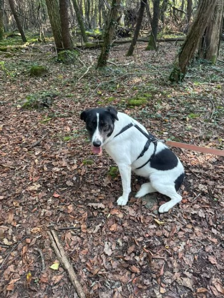 Splendida meticcia  COOKIE | Foto 5