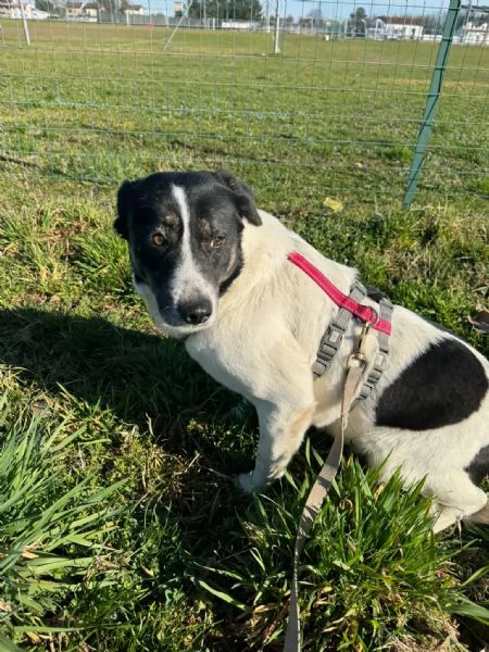 Splendida meticcia  COOKIE | Foto 5