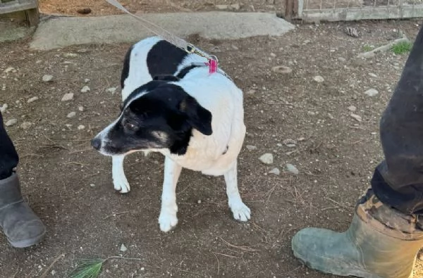 Splendida meticcia  COOKIE | Foto 4