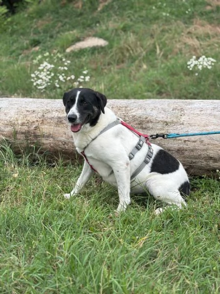 Splendida meticcia  COOKIE | Foto 4