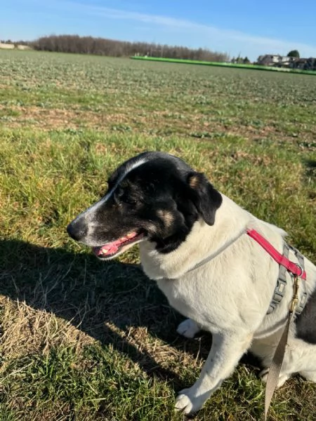 Splendida meticcia  COOKIE | Foto 3