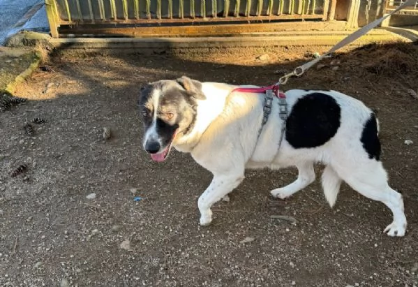 Splendida meticcia  COOKIE | Foto 2