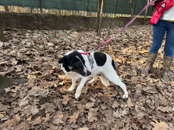 Splendida meticcia  COOKIE