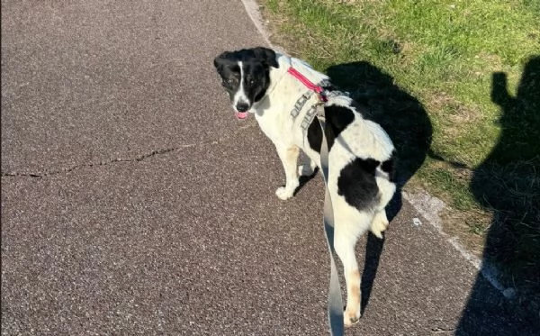 Splendida meticcia  COOKIE | Foto 1