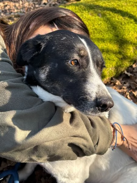 Splendida meticcia  COOKIE | Foto 3