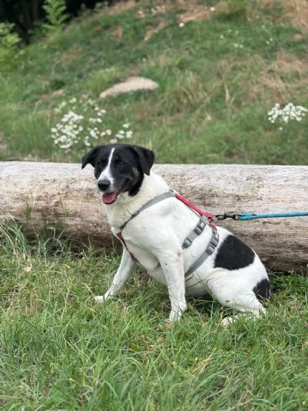 Splendida meticcia  COOKIE | Foto 2