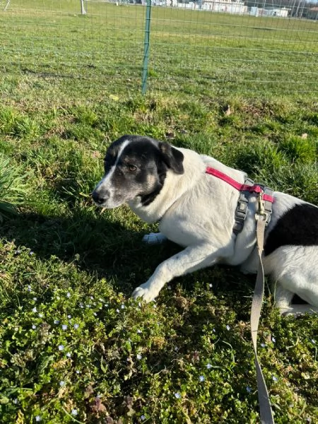 Splendida meticcia  COOKIE | Foto 0