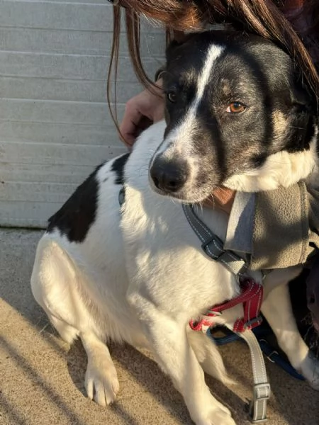 Splendida meticcia  COOKIE | Foto 1