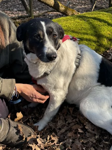 Splendida meticcia  COOKIE