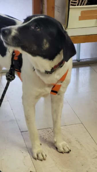 Splendida meticcia  COOKIE | Foto 0