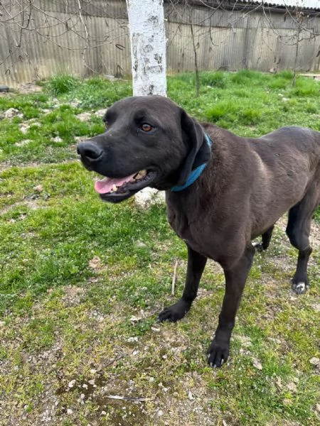 Splendido simil Pointer  SIRIUS | Foto 6