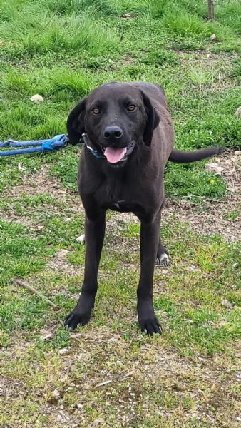 Splendido simil Pointer  SIRIUS | Foto 4