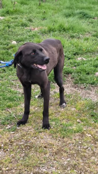 Splendido simil Pointer  SIRIUS | Foto 3