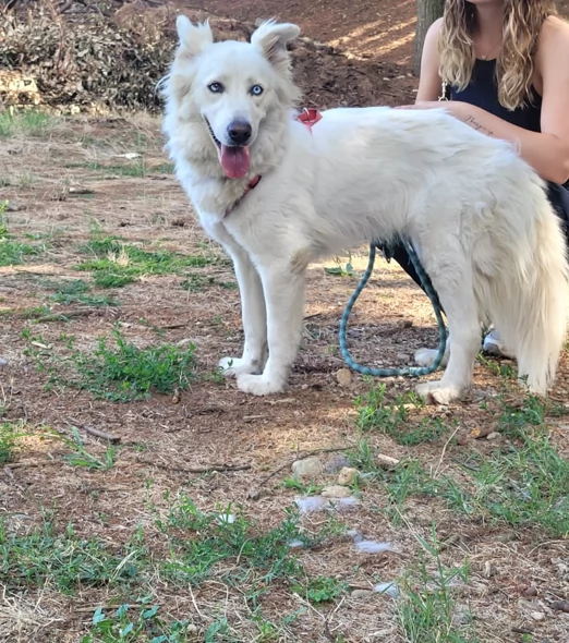 Splendida Husky  CANDY | Foto 5