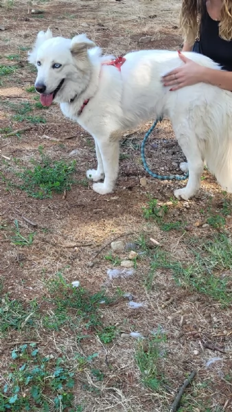 Splendida Husky  CANDY | Foto 6