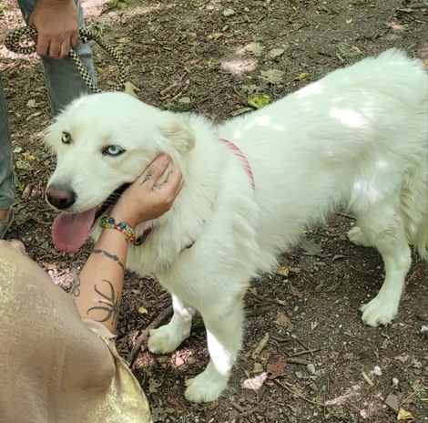 Splendida Husky  CANDY | Foto 5