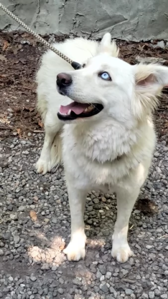 Splendida Husky  CANDY | Foto 4