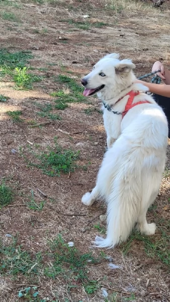 Splendida Husky  CANDY | Foto 3