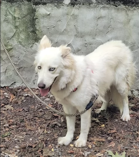 Splendida Husky  CANDY | Foto 2