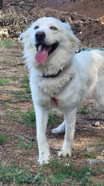 Splendida Husky  CANDY