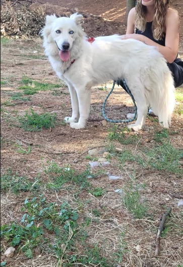 Splendida Husky  CANDY | Foto 1
