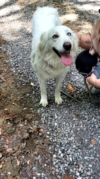 Splendida Husky  CANDY | Foto 0