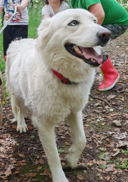 Splendida Husky  CANDY