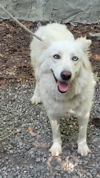 Splendida Husky  CANDY | Foto 2
