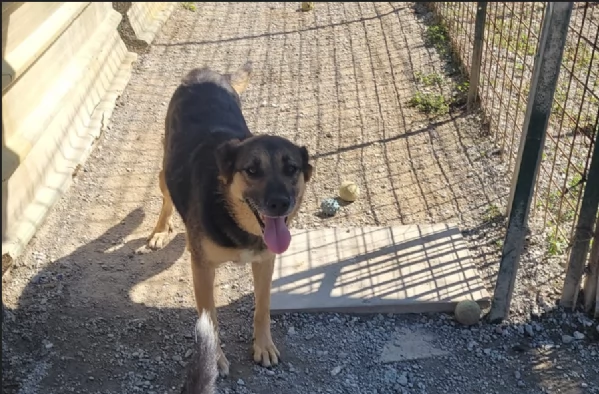 Splendida simil pastorina  BROWNIE | Foto 4