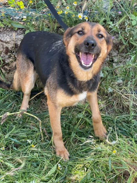 Splendida simil pastorina  BROWNIE | Foto 3