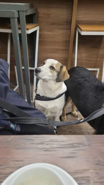 Splendida meticcia  TWITTY | Foto 4