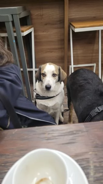 Splendida meticcia  TWITTY | Foto 1