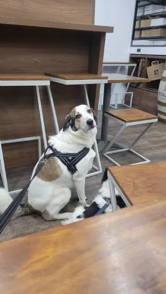 Splendida meticcia  TWITTY