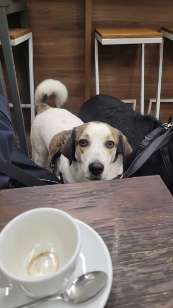 Splendida meticcia  TWITTY | Foto 0