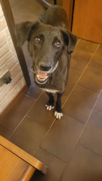 Splendida meticcia  BLACKY | Foto 6
