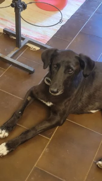 Splendida meticcia  BLACKY | Foto 3