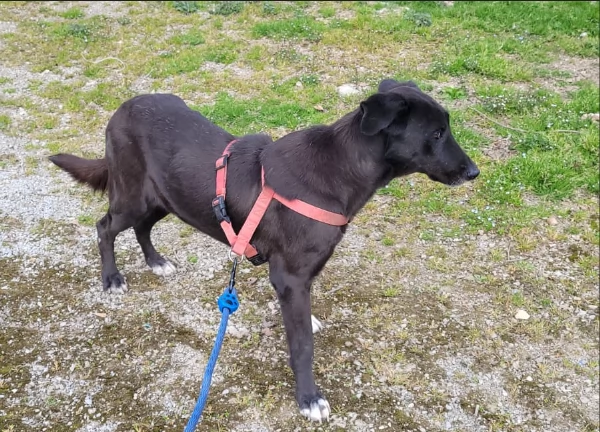 Splendida meticcia  BLACKY | Foto 2