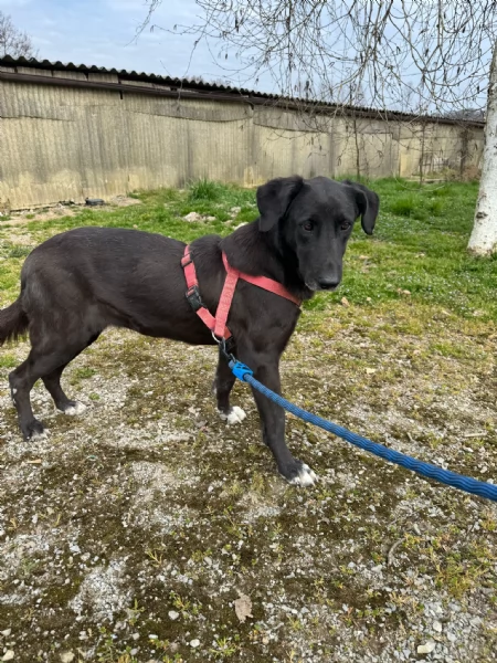 Splendida meticcia  BLACKY | Foto 1