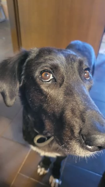 Splendida meticcia  BLACKY