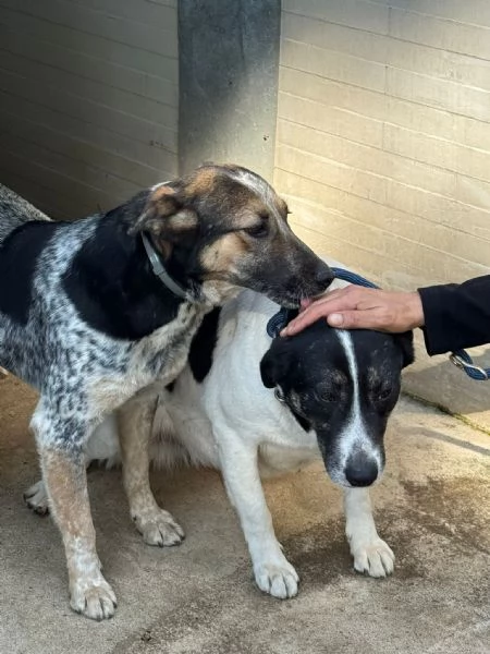 Splendida meticcia  DIVY | Foto 4