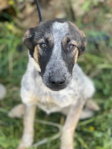 Splendida meticcia  DIVY